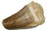 Fossil Mosasaur (Hainosaurus) Tooth - Feeding Worn Tip #353213-1